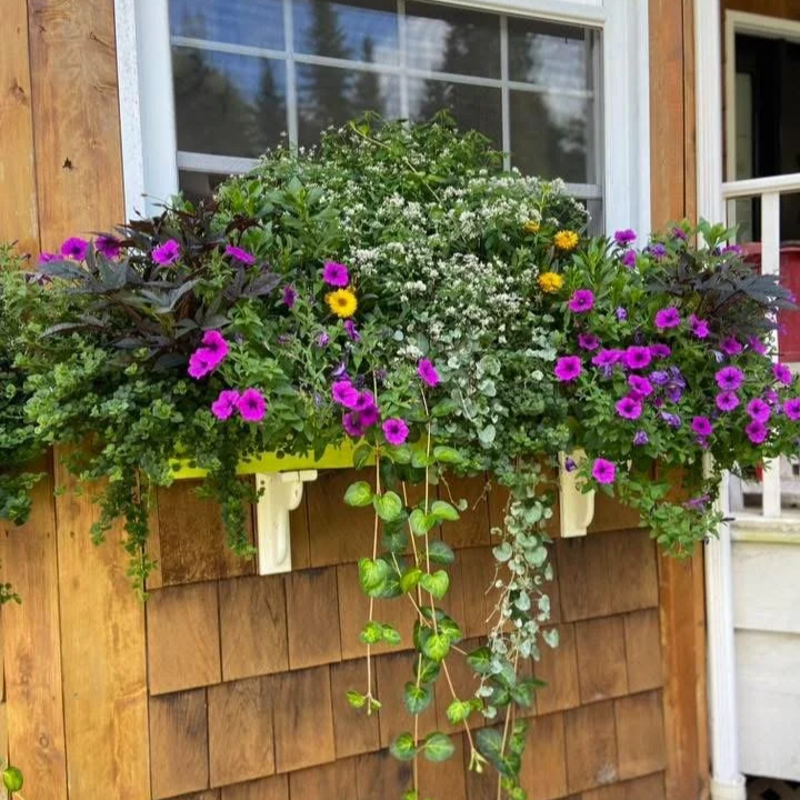 Colorful window box filled with pink, purple, yellow, and white flowers, with greenery spilling over the sides, mounted on a wooden exterior wall next to a window.