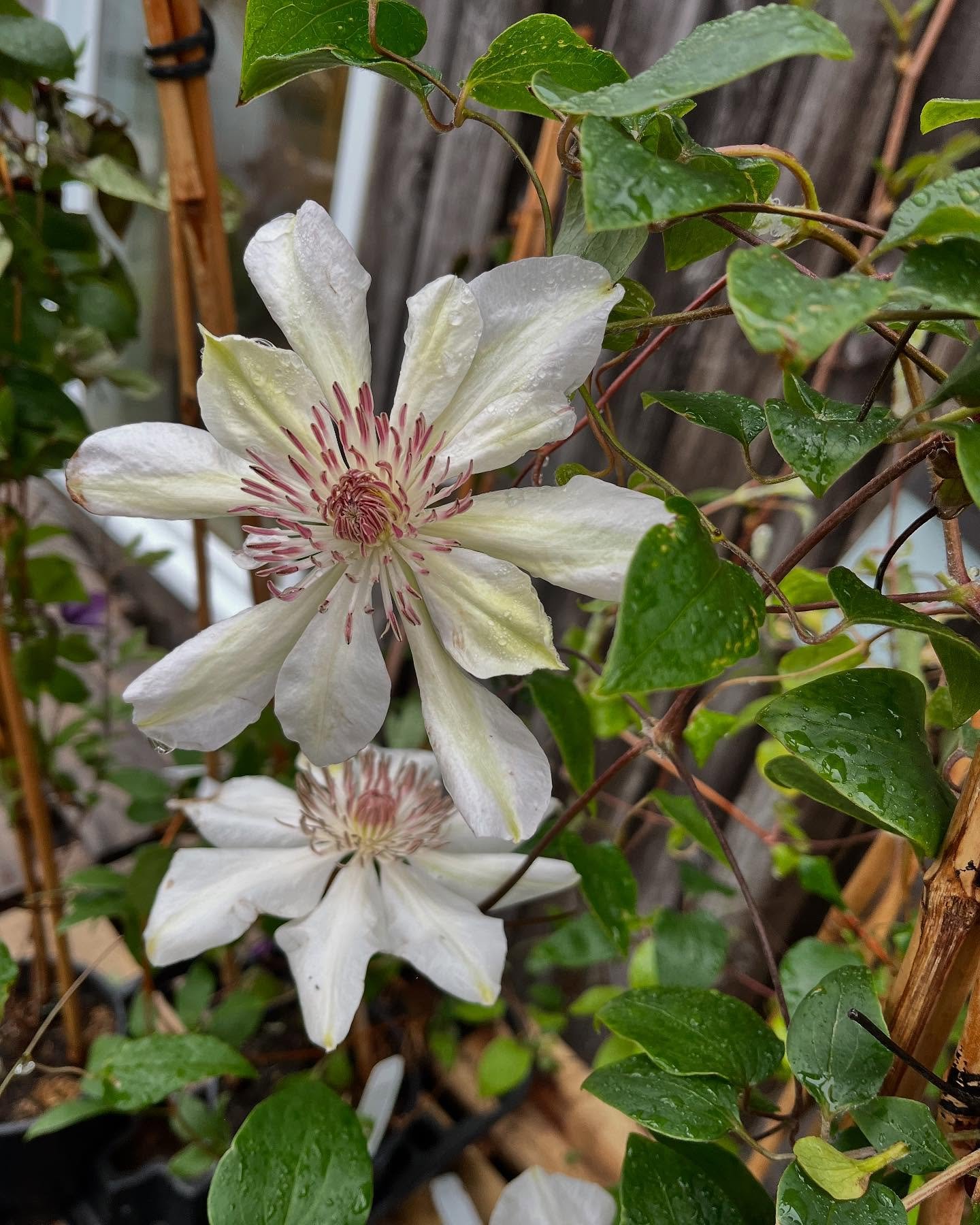 White and pink flowering plant with green leaves and a wooden fence in the background.