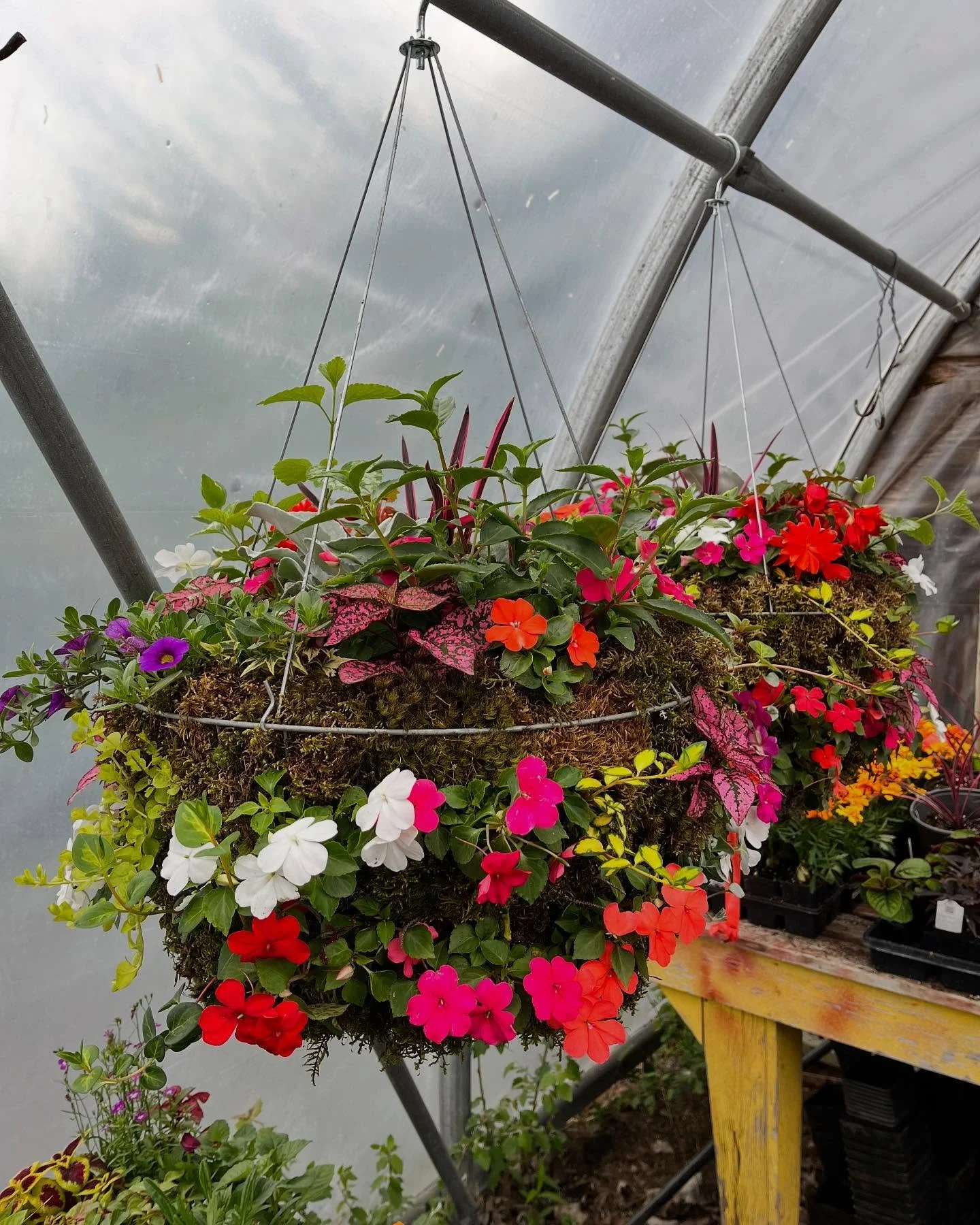 Hanging basket of colorful flowers inside a greenhouse.