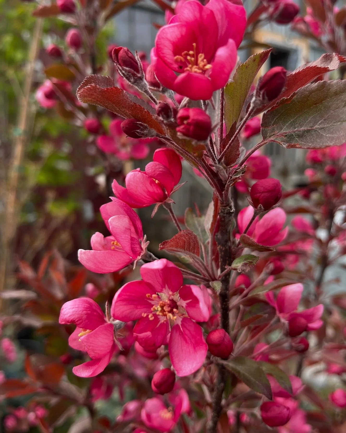 Close-up of pink flowering shrub with multiple blossoms and buds, with green foliage in the background.