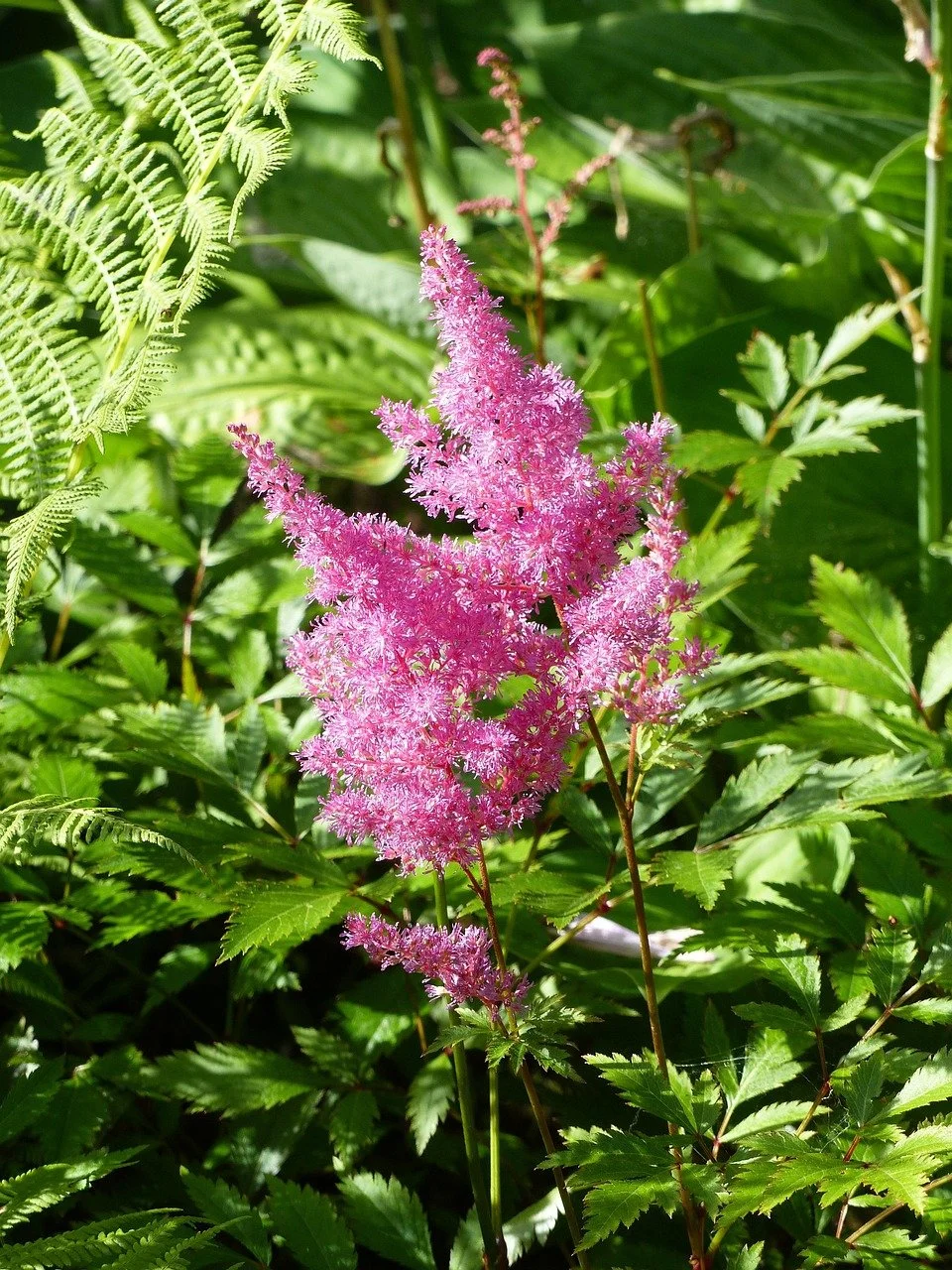 Pink feathery flower surrounded by green leaves and ferns.