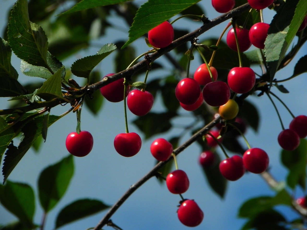 Cherry tree branch with ripe red cherries and green leaves against a blue sky.