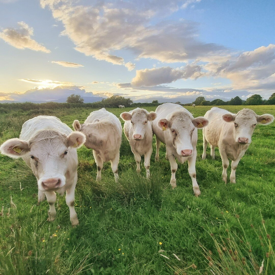 Good some new neighbours moo-ving in this morning! Make sure you say hello!

#eriska #nature #soctland #wildlife #luxuryhotel