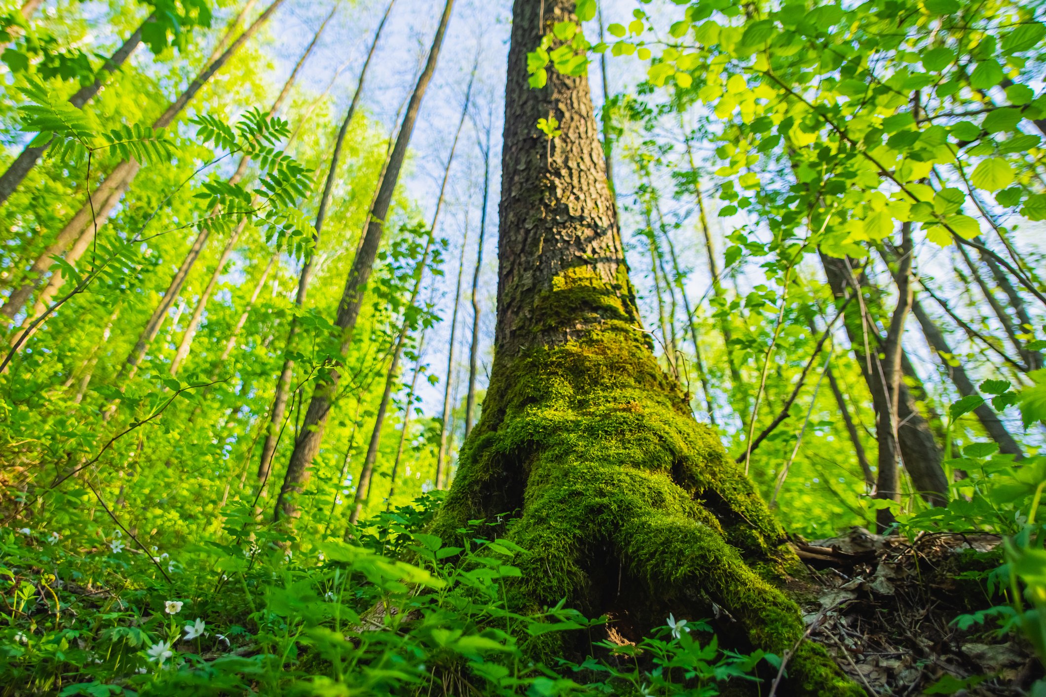 Carbon Cycle