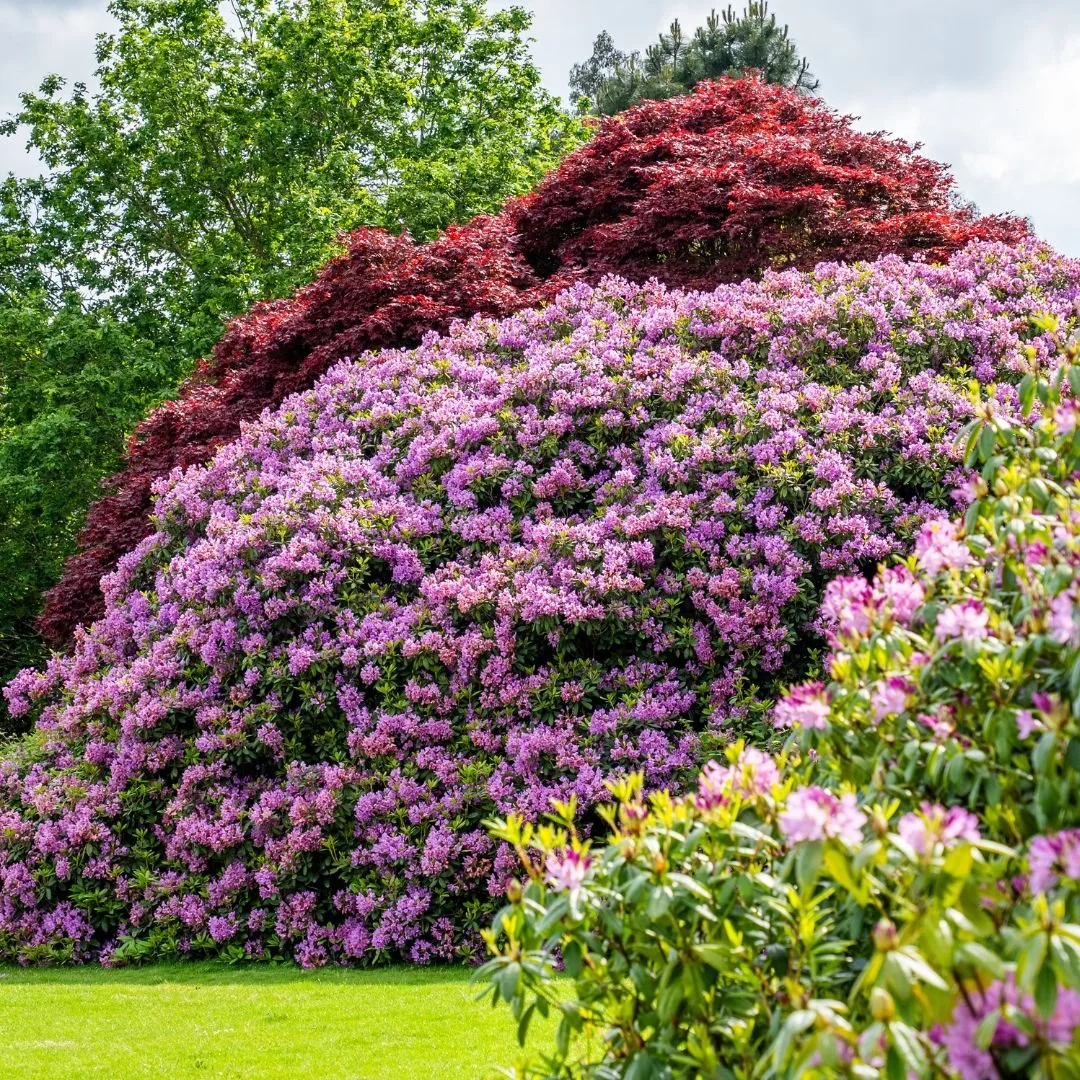 leonardslee-wine-estate-mothers-day-2026 (3).jpg