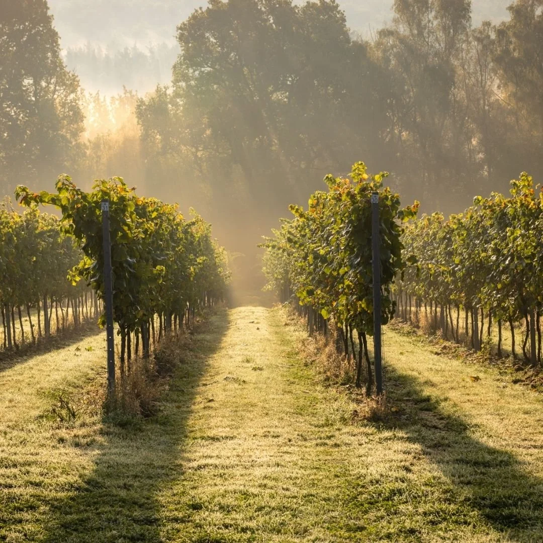leonardslee-family-vineyards-vines.jpg