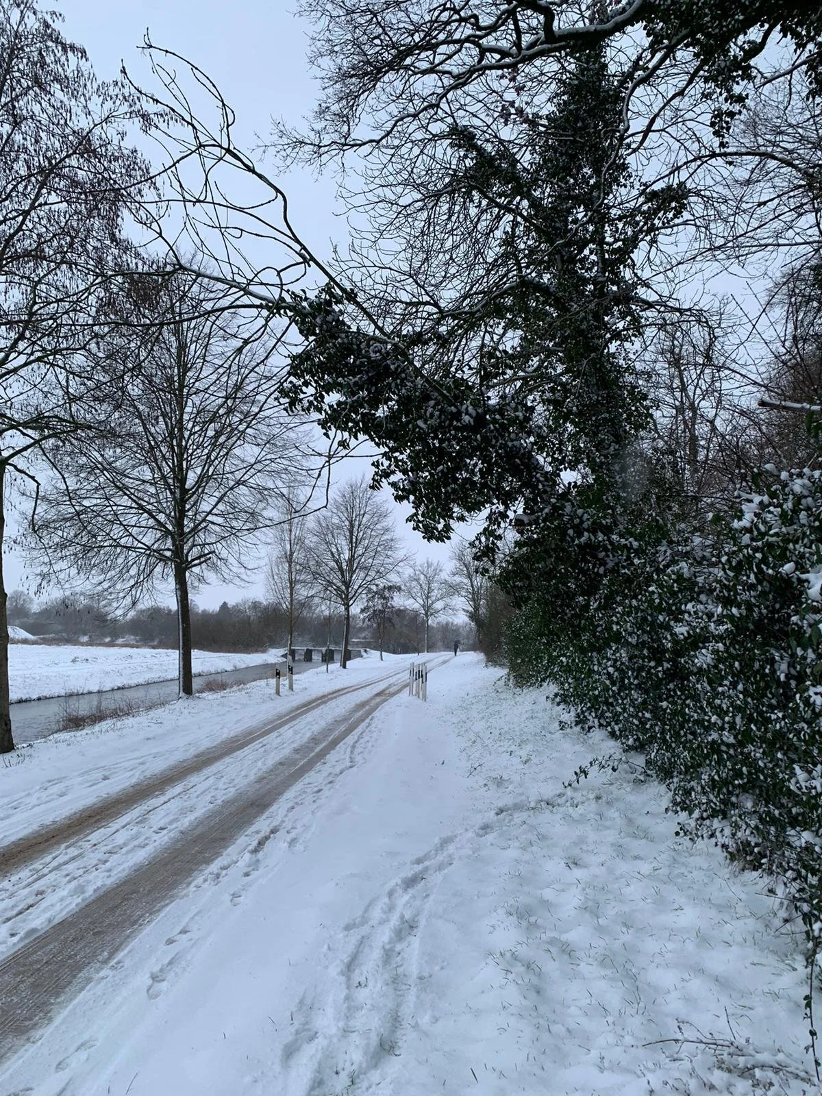 Technische Hilfeleistung Schnee auf Baum