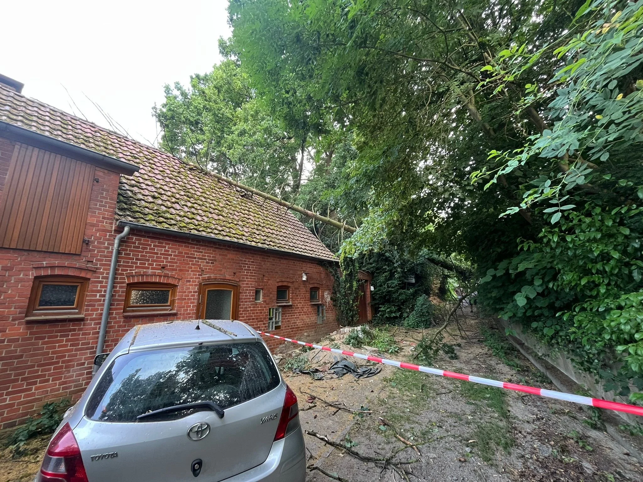Baum auf Dach
