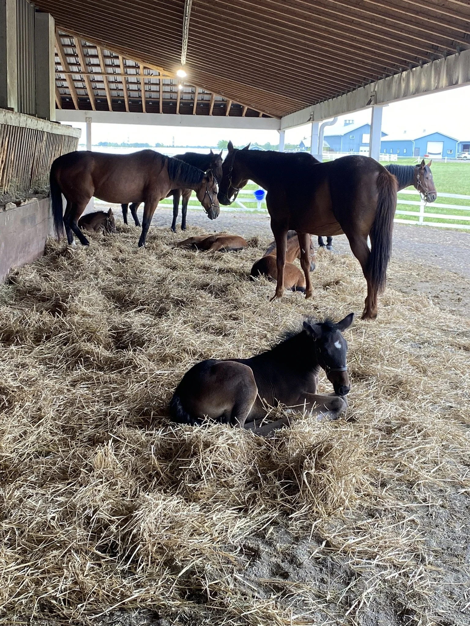 Rankin Breeding Farm Open to All on May 30