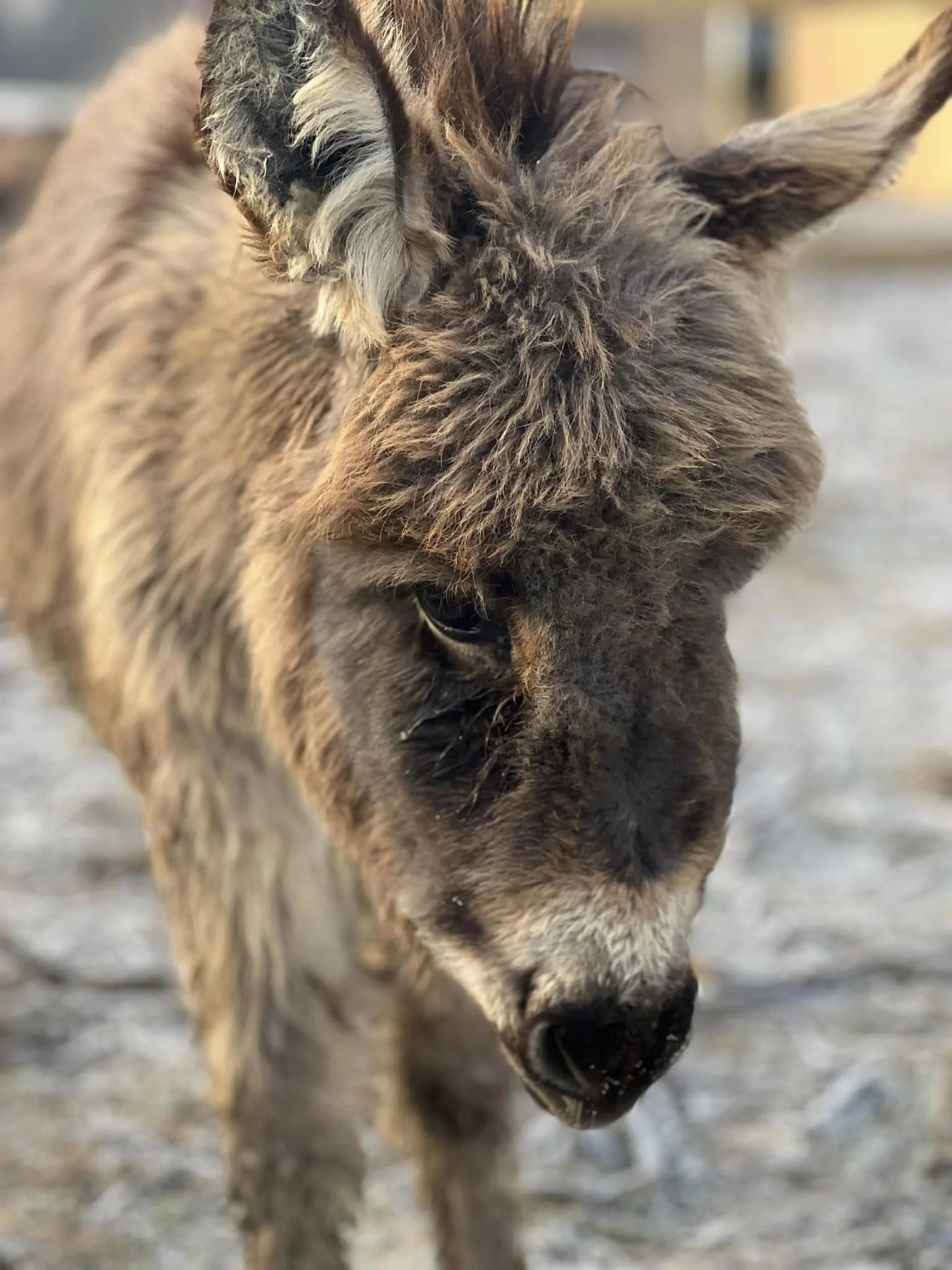 Willowbrook Farms FamilyOriented Farming Feeding Families