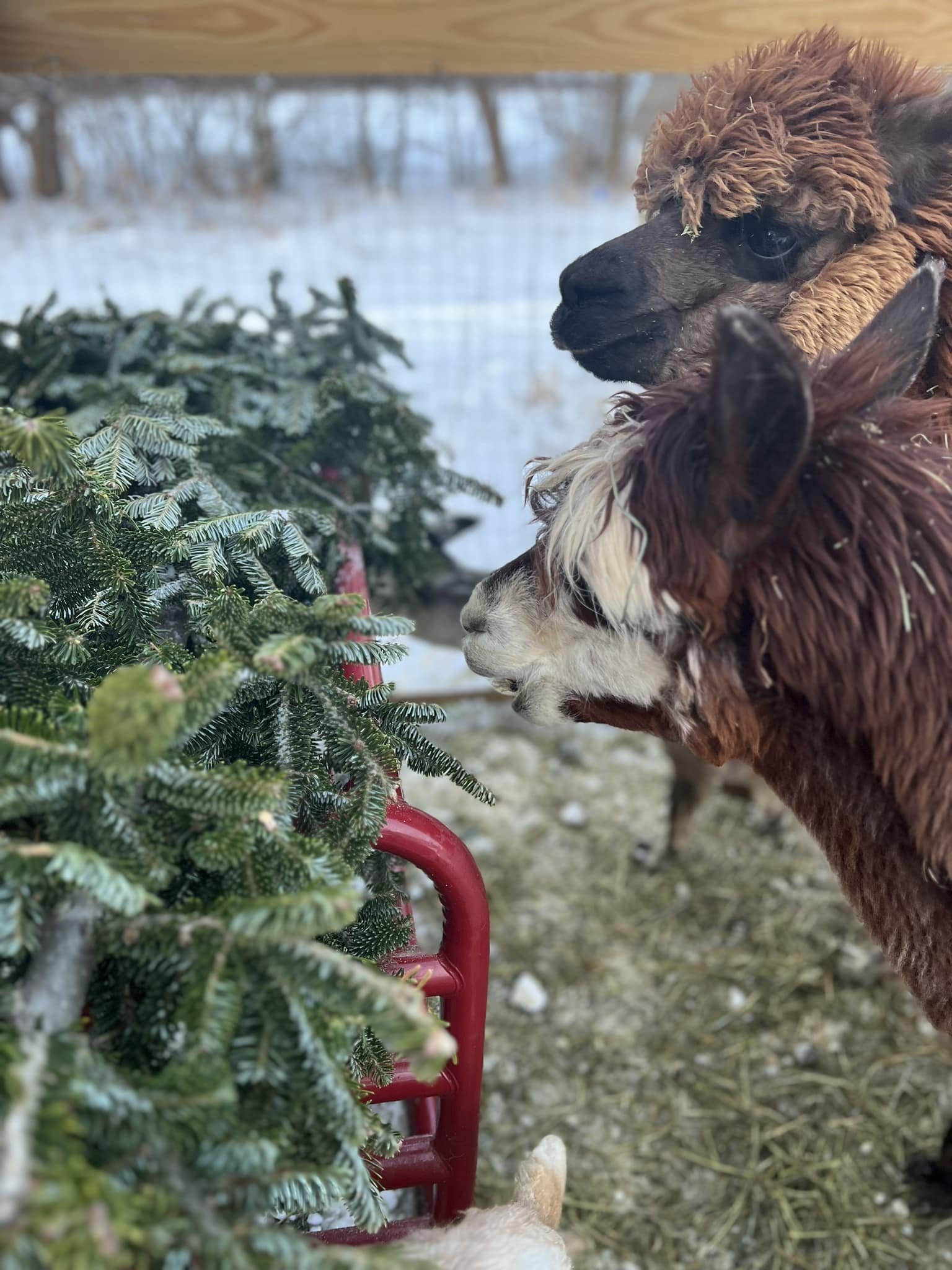 Willowbrook Farms FamilyOriented Farming Feeding Families