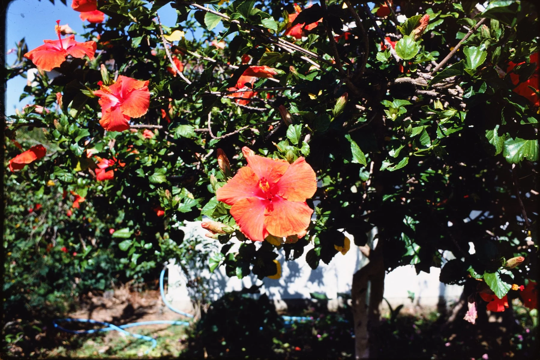 Kodachrome