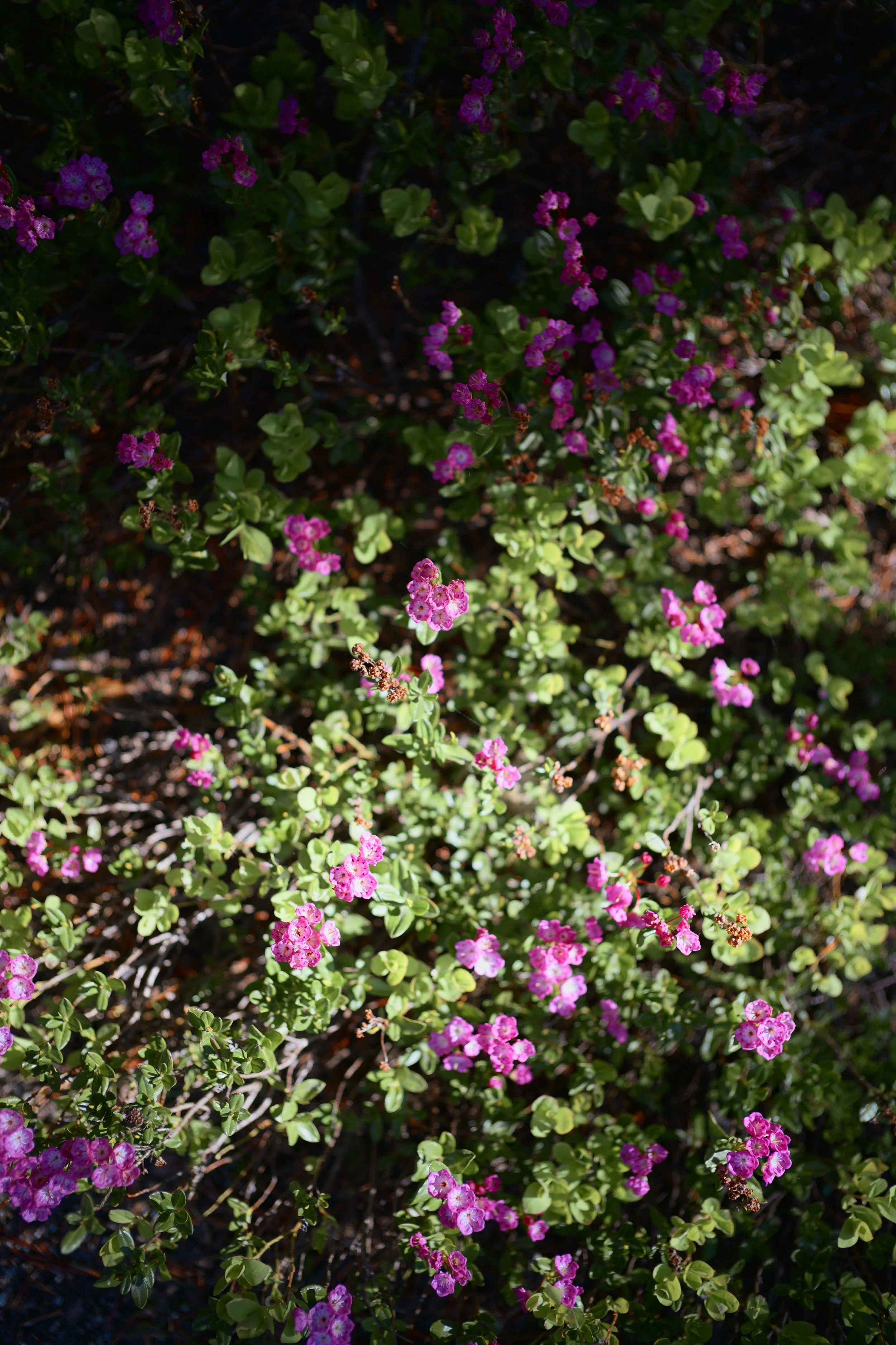 DSC_0393.JPG