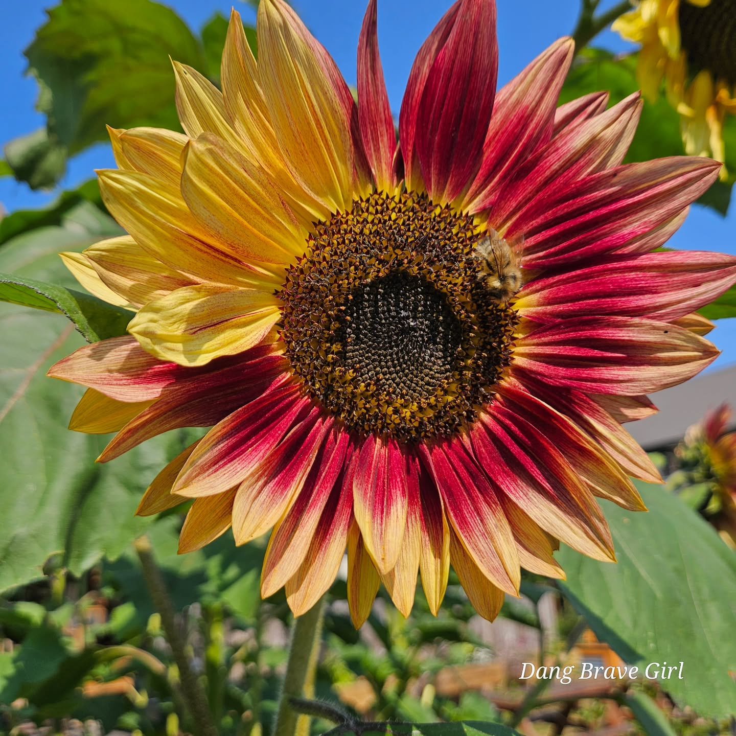 These are the days 🌻....

I walk thru my sunflower alley several times a day, back and forth from the studio to the house and I pray I never fail to notice their beauty while it's here. 

The Sunflower Collection is coming along and soon I'll have s