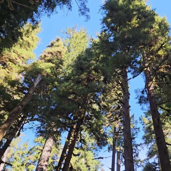 It really is all about the trees 🌲

We jumped on the bike this morning and took off to explore a beautiful fall day here in the PNW. We enjoyed the cruise around Lake Crescent before making our way to Sol Duc River. We didn't catch any salmon headin