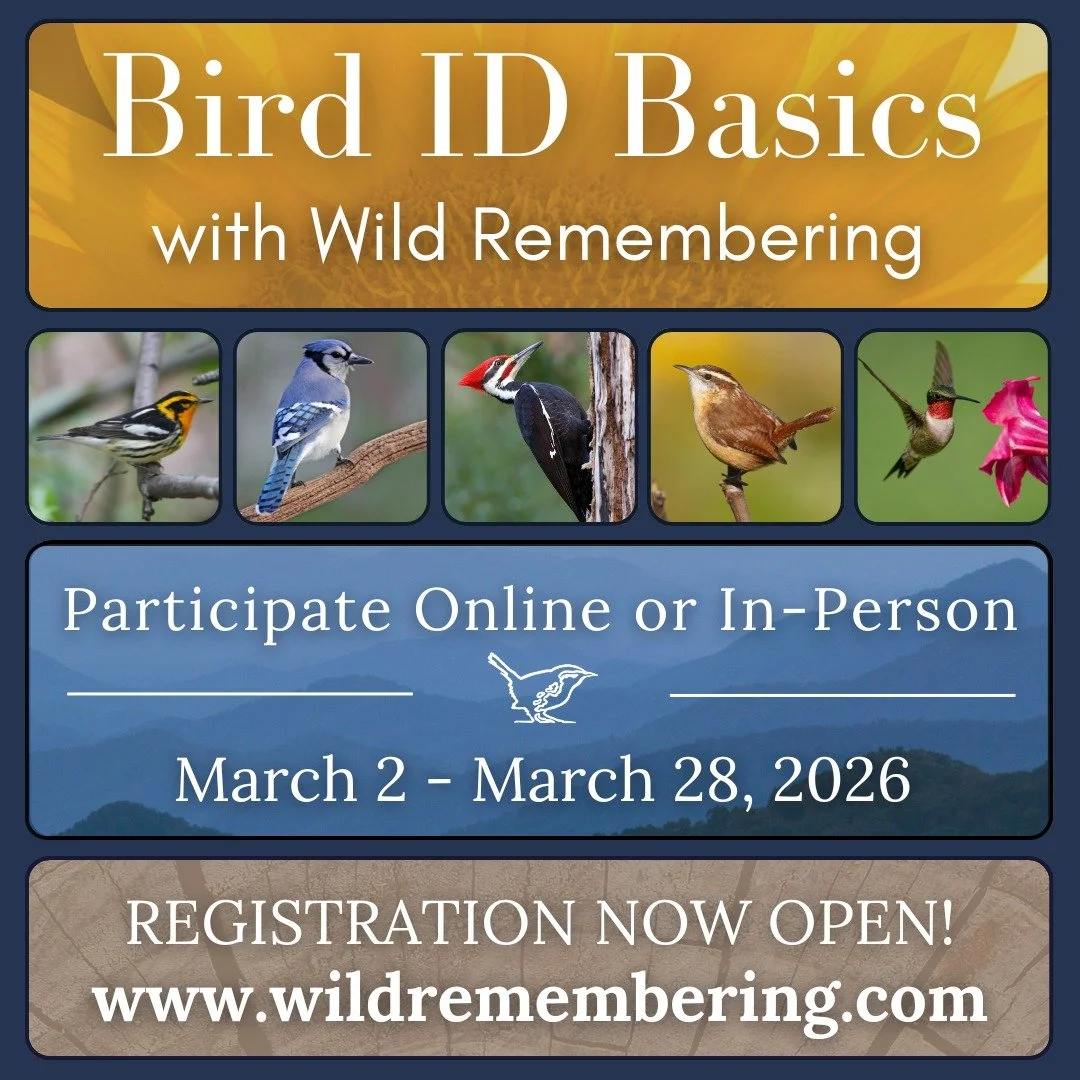 ANNOUNCING: Bird ID Basics! 

Join us for this online or in-person course and learn the fundamental skills you'll need to identify and enjoy the beautiful birds found in Southern Appalachia and beyond!

Registration is now open! 
www.WILDREMEMBERING.