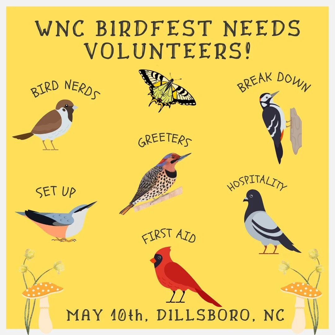VOLUNTEERS NEEDED for WNC BirdFest 2025 on May 10th in Dillsboro!

We are seeking volunteers to help us run this year's festival. Volunteer tasks could include helping with set-up and tear-down, welcoming visitors, handing out programs or raffle tick