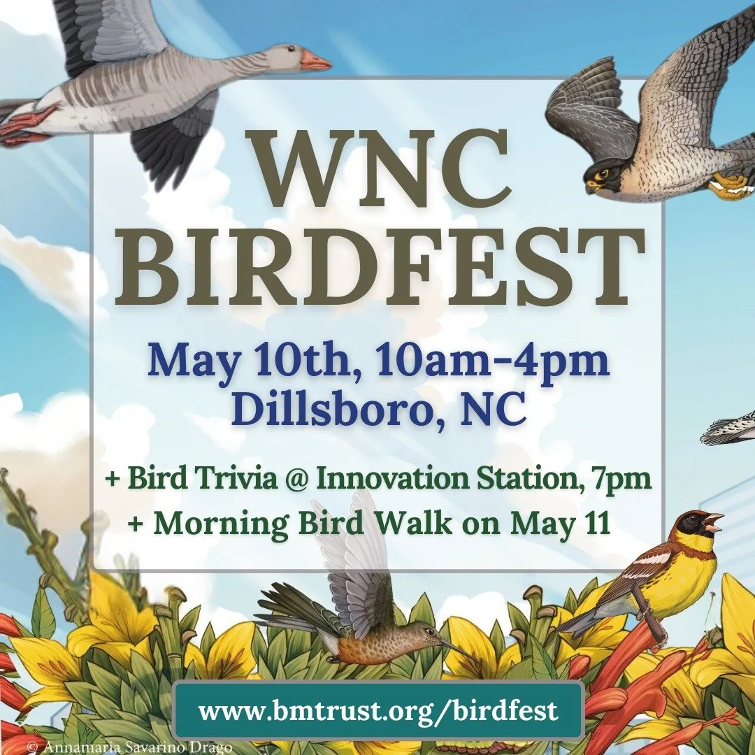 Join Balsam Mountain Trust and local conservation organizations at our 7th annual WNC Bird Festival!

SATURDAY MAY 10:
10am - 4pm: BirdFest @ Monteith Farmstead and Community Park in Dillsboro NC
7pm - 10pm: Bird Trivia After-Party @ Innovation Stati