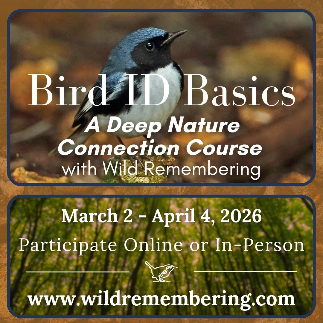 Find solace, fascination, and deep connection in the wild world through our four-week Bird ID basics course starting March 2! 

From bird-curious beginners to burgeoning bird-nerds, this course is designed to boost your identification skills, provide