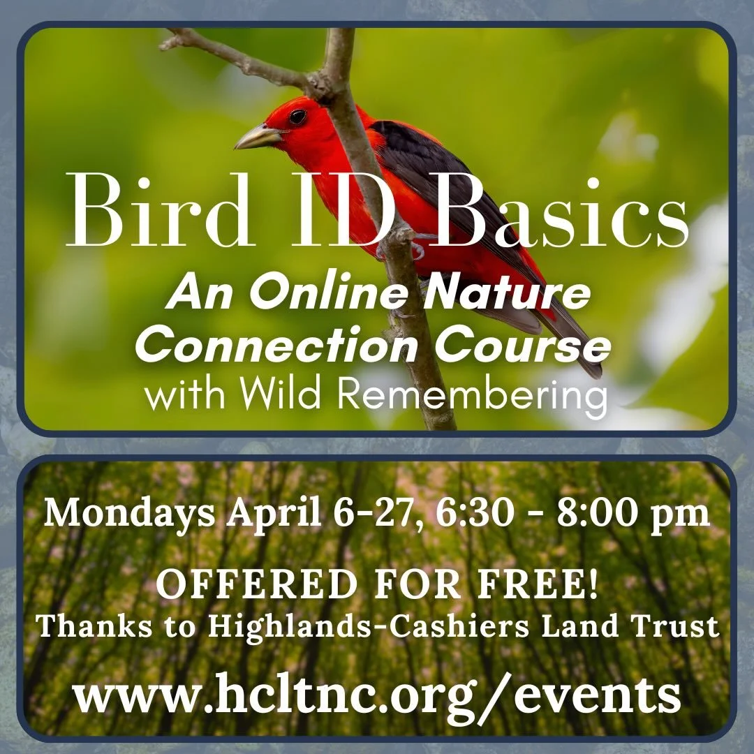 We are thrilled to announce that Wild Remembering&rsquo;s Bird ID Basics Online Course is NOW FREE thanks to our partnership with Highlands-Cashiers Land Trust. 

Join us for a four week webinar series to learn the simple but powerful secrets of bird