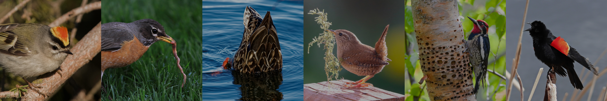 Bird ID Participant Page — Wild Remembering