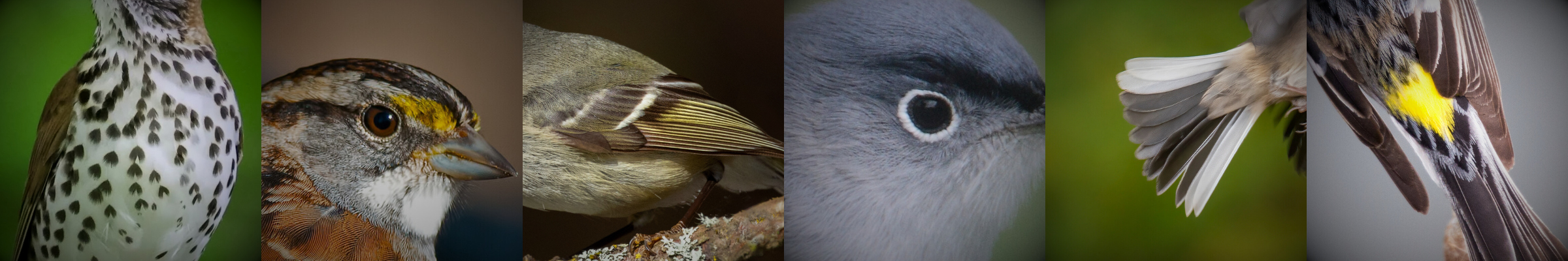 Bird ID Participant Page — Wild Remembering