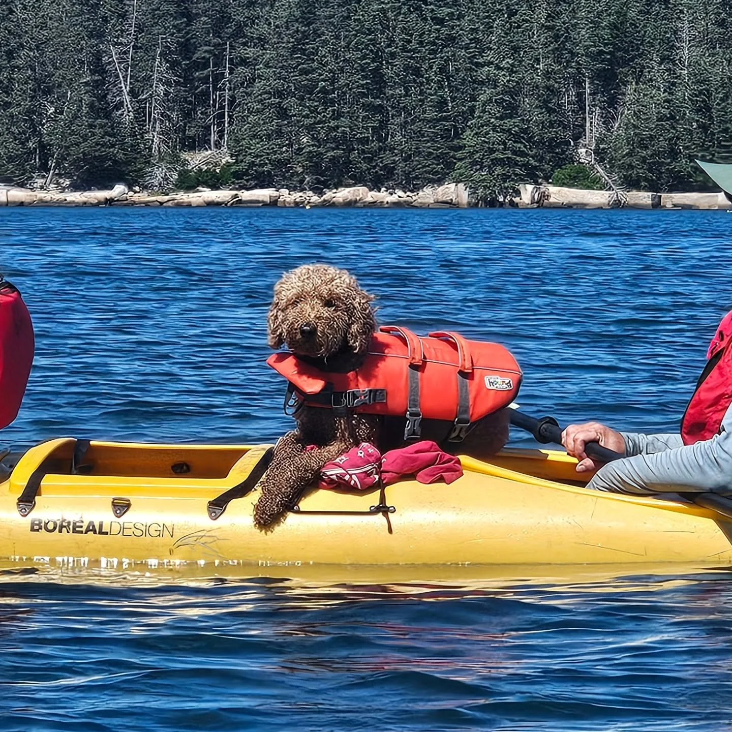 We don't rent out sit-on-tops, but nobody told Millie that!