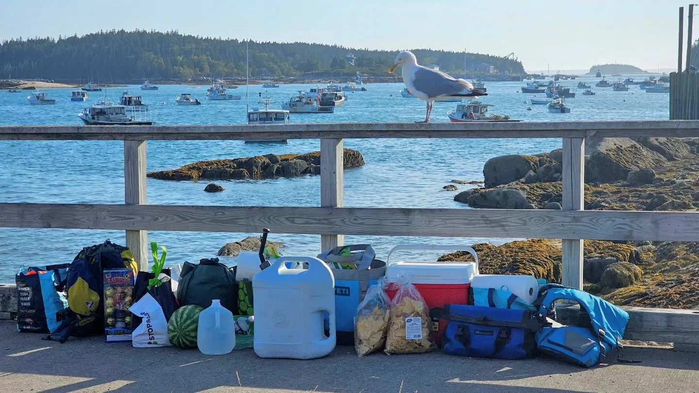 Can anyone guess what this American Herring Gull is thinking?