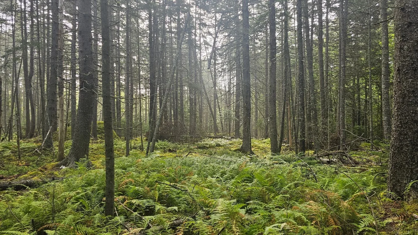 Maritime Boreal Fog Forest. This type of Forest looks like a rain forest with all year moss, green vegetation. It is similar to montane forest types near treeline in the Appalachians and the Boreal Forest belt across Canada, Alaska, Siberia and Scand