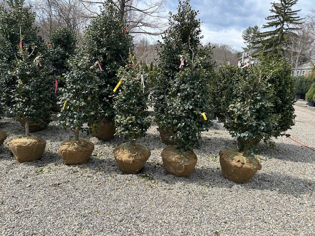 Planting the future Holly Grove