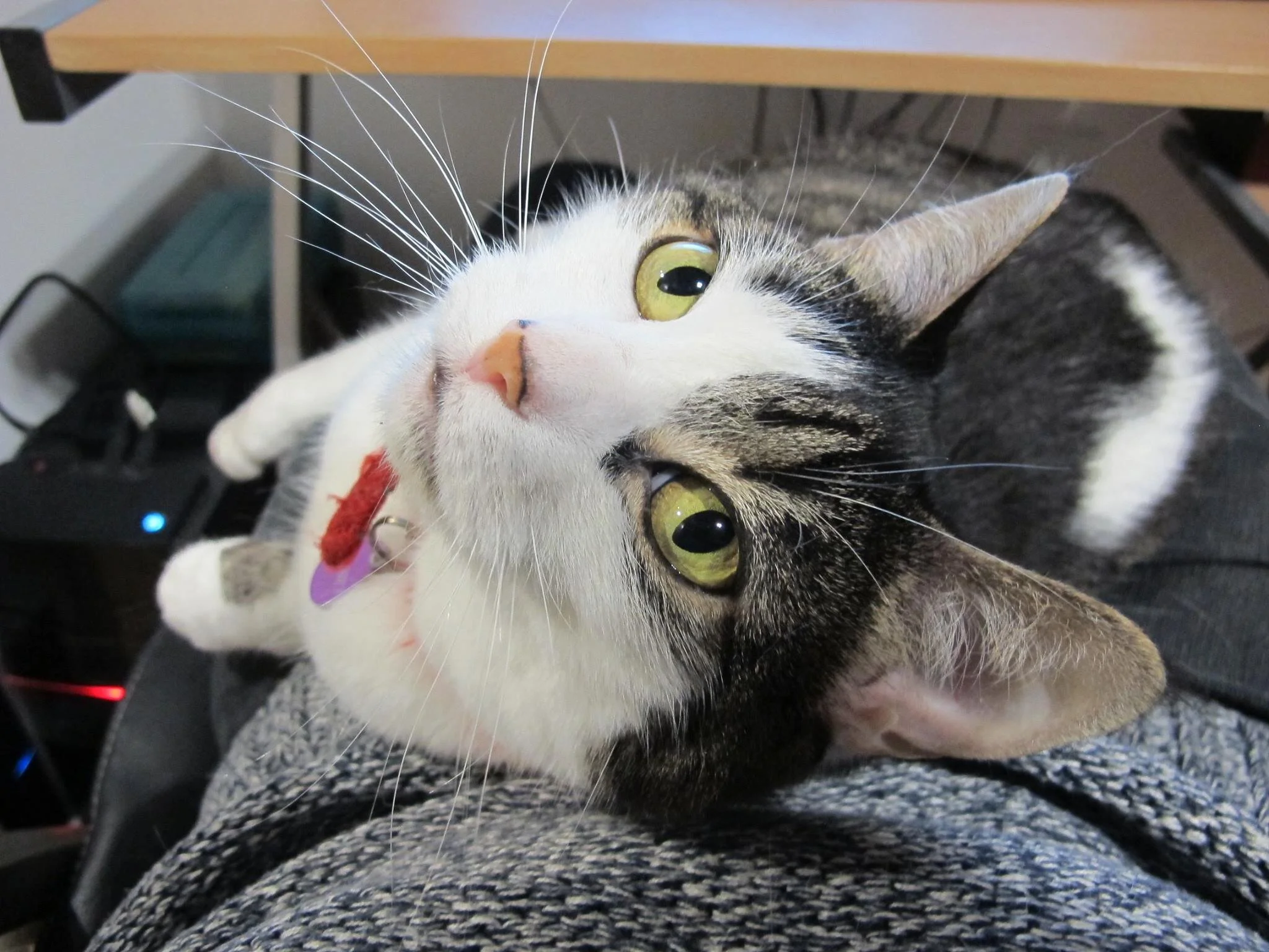 Book Online — Fundy Veterinarians