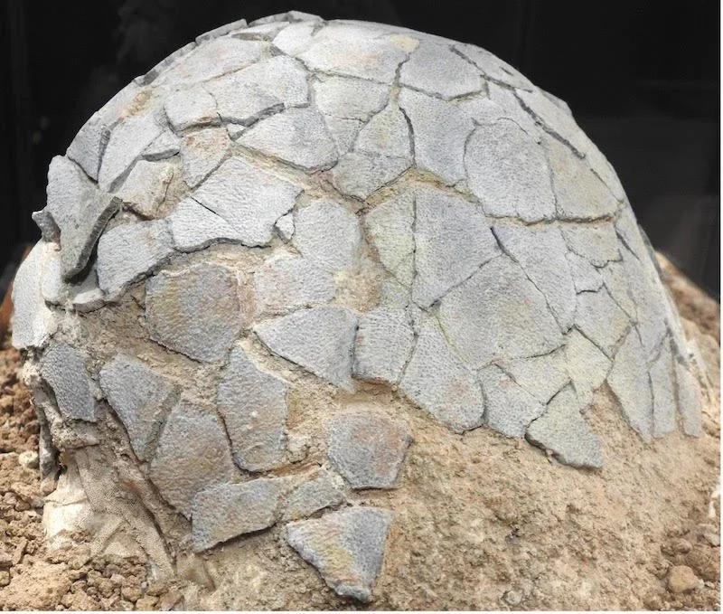 Dimanche 7 décembre 2025 - Visite guidée au musée de Préhistoire régionale de Menton : Grands reptiles et dinosaures