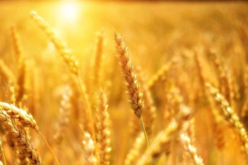 Samedi 16 mai 2026 - Conférence : Naissance de l'agriculture