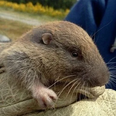 Evaluating Multiple Stressors for the Mazama Pocket Gopher