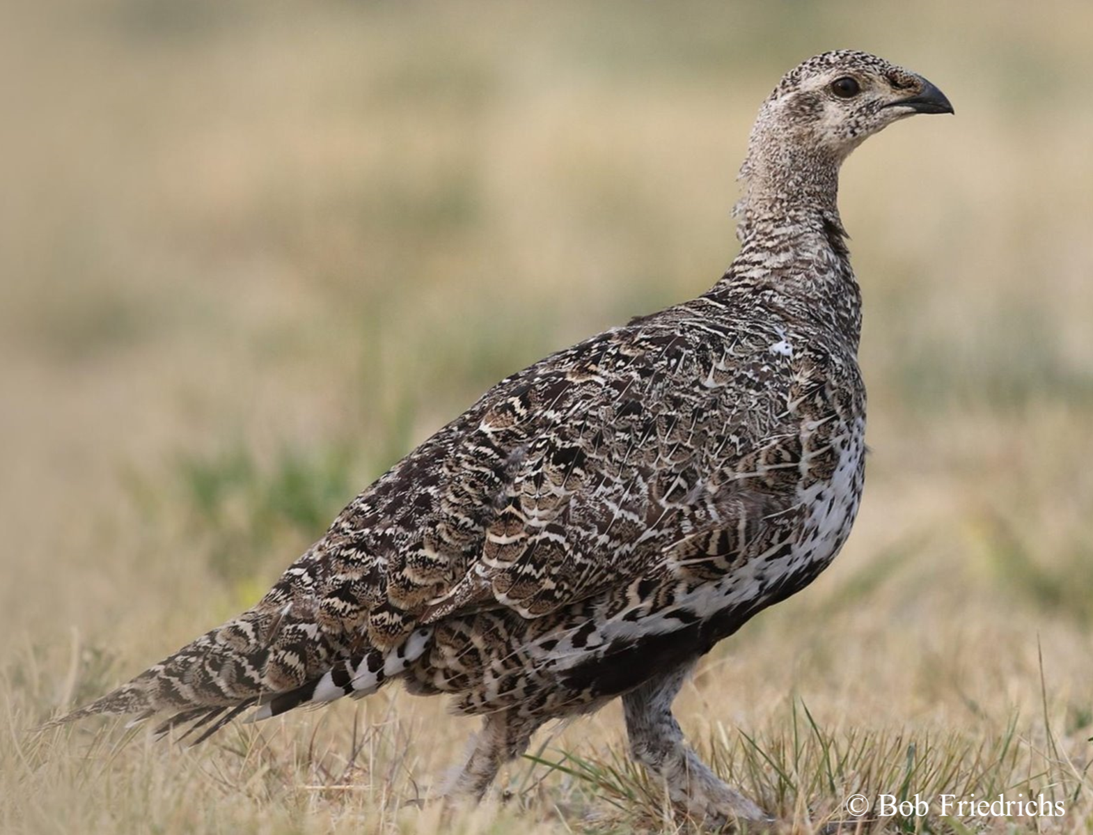 Assessing Movement and Connectivity for Greater Sage-Grouse&nbsp;
