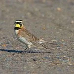 Modeling Dynamic Lark Habitat