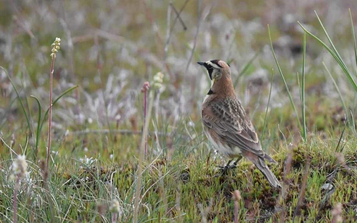 Modeling Dynamic Lark Habitat