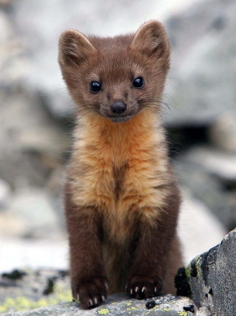 Modeling Pathways to Humboldt Marten Recovery