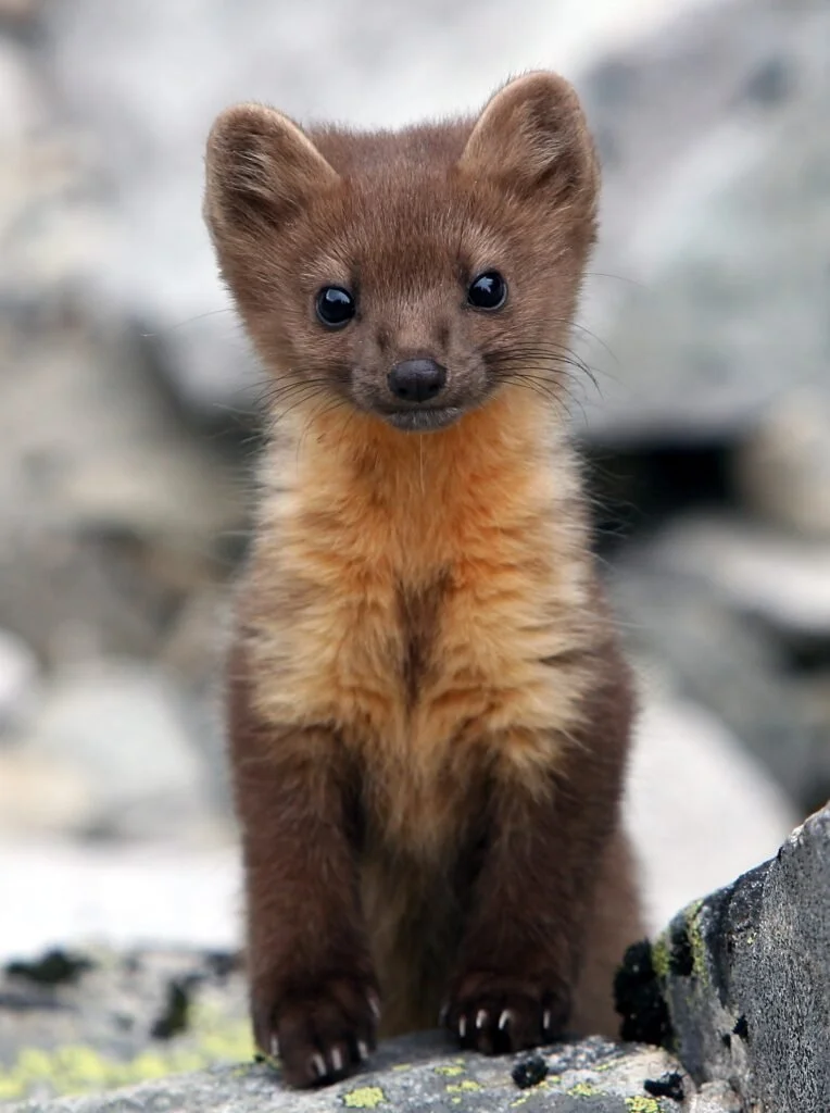 Coastal pine marten