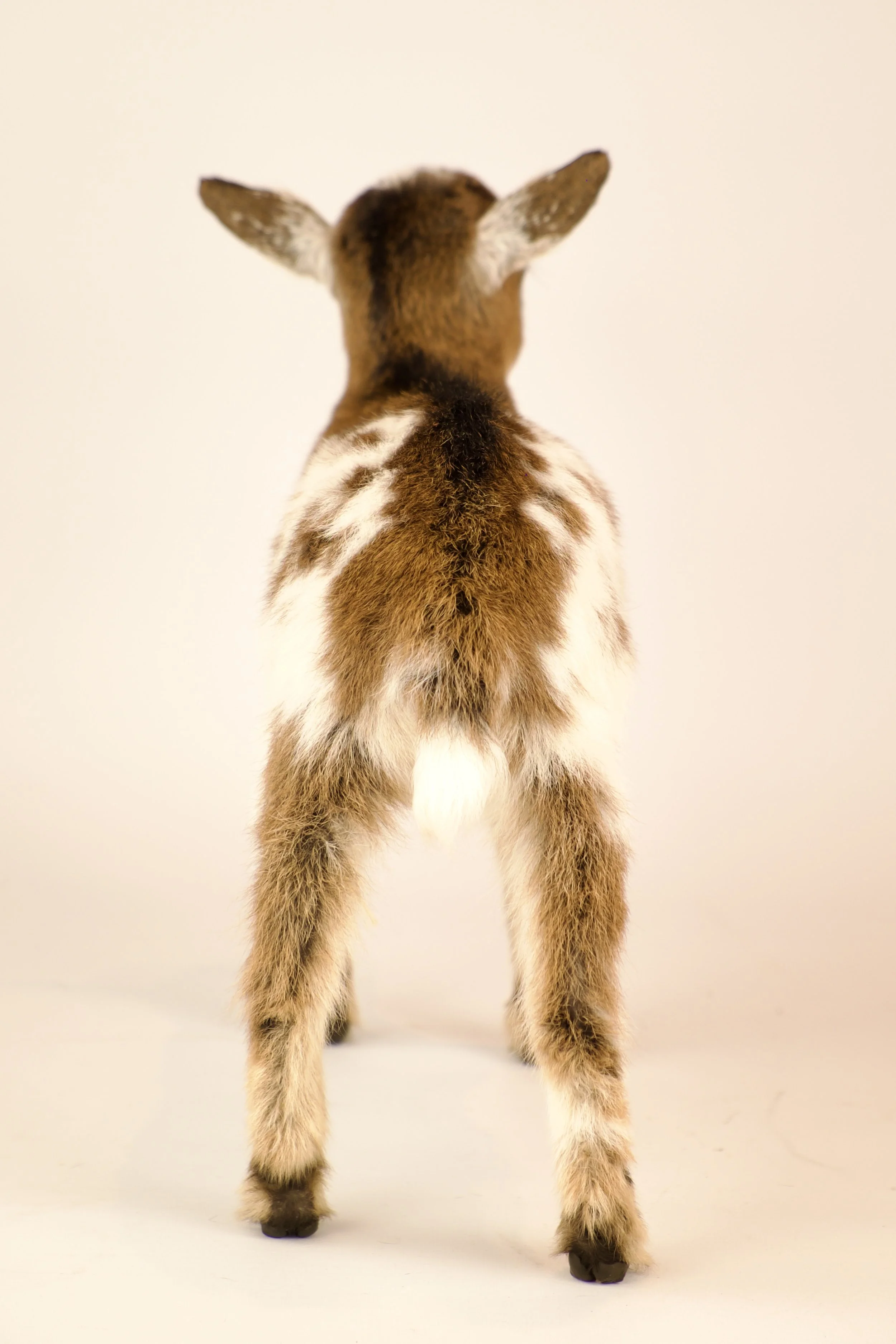 Unieke taxidermie geitje - handgemaakt door Katja Guilini