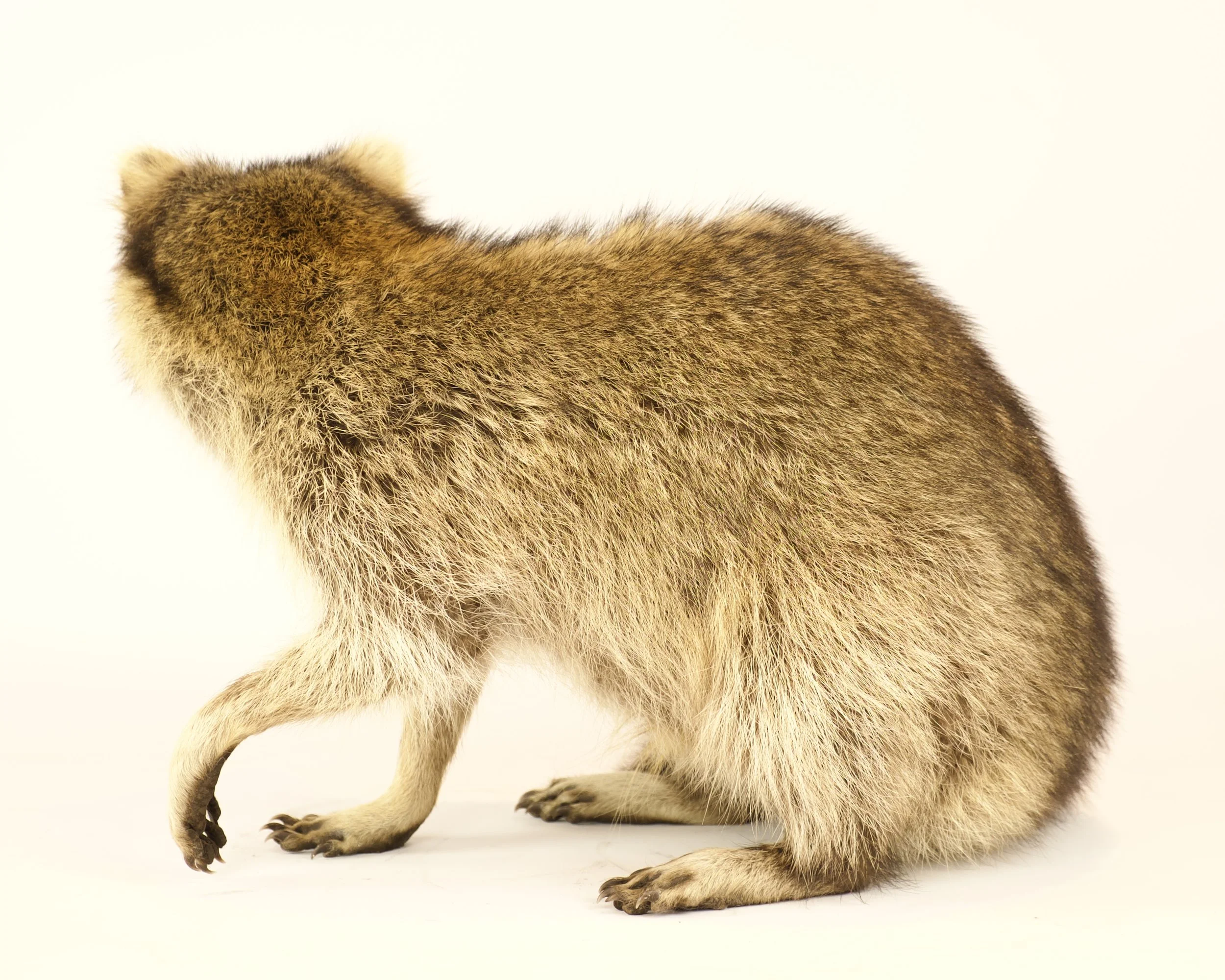 Unieke taxidermie wasbeer - handgemaakt door Katja Guilini