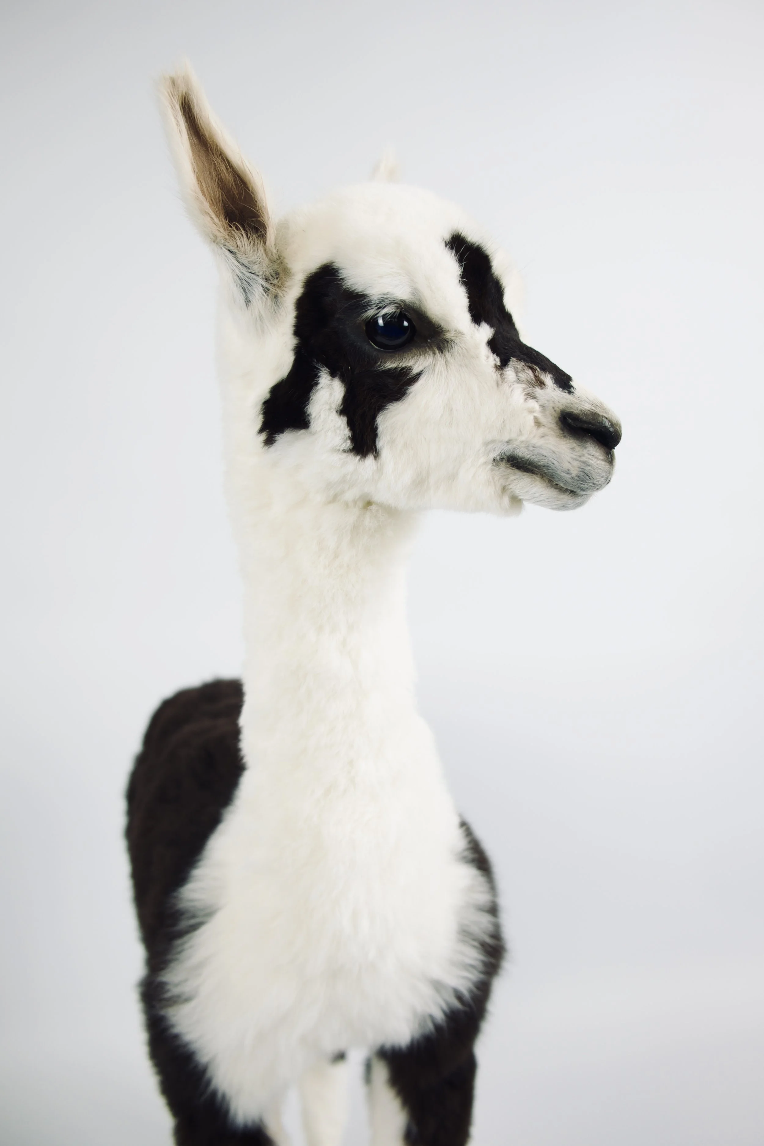 Quality taxidermy of beautiful alpaca lamb - unique stuffed animals by Katja Guilini - Belgium