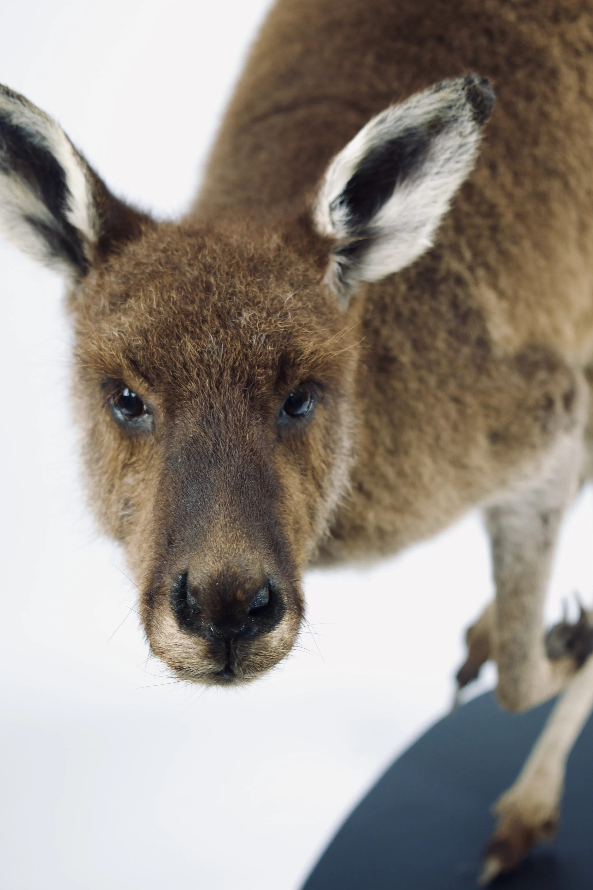 taxidermie kangoeroe