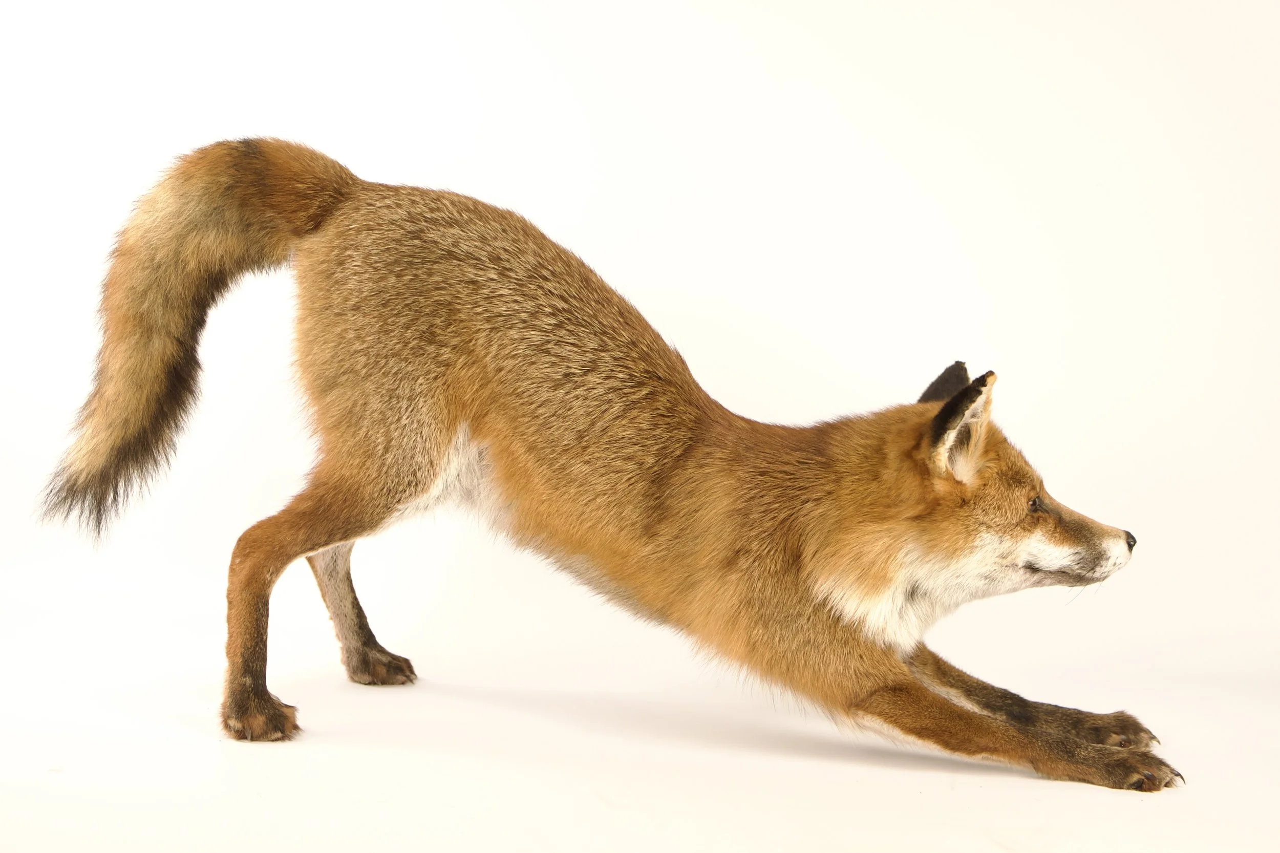 taxidermy fox