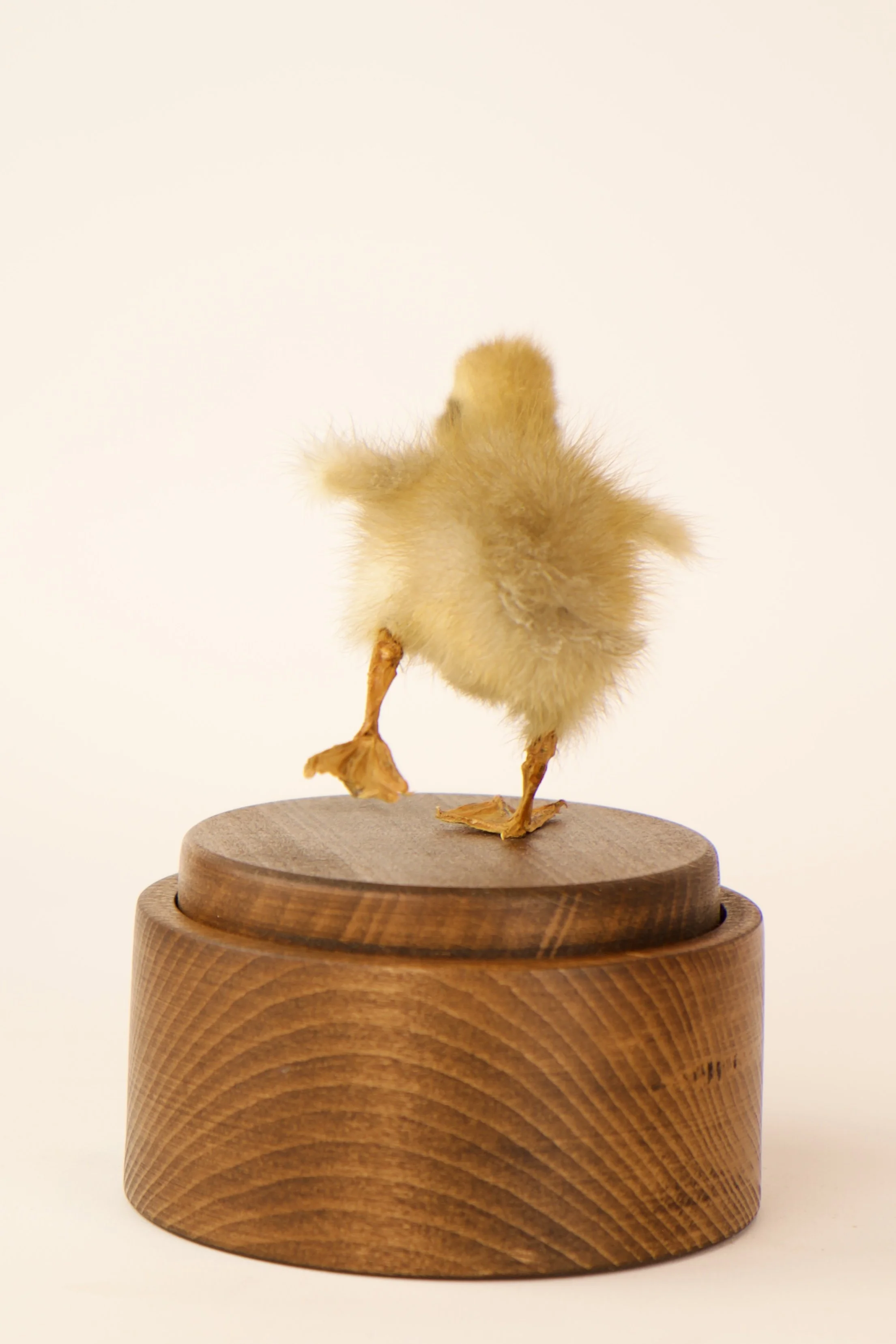 Unique taxidermy music box - handmade by Katja Guilini