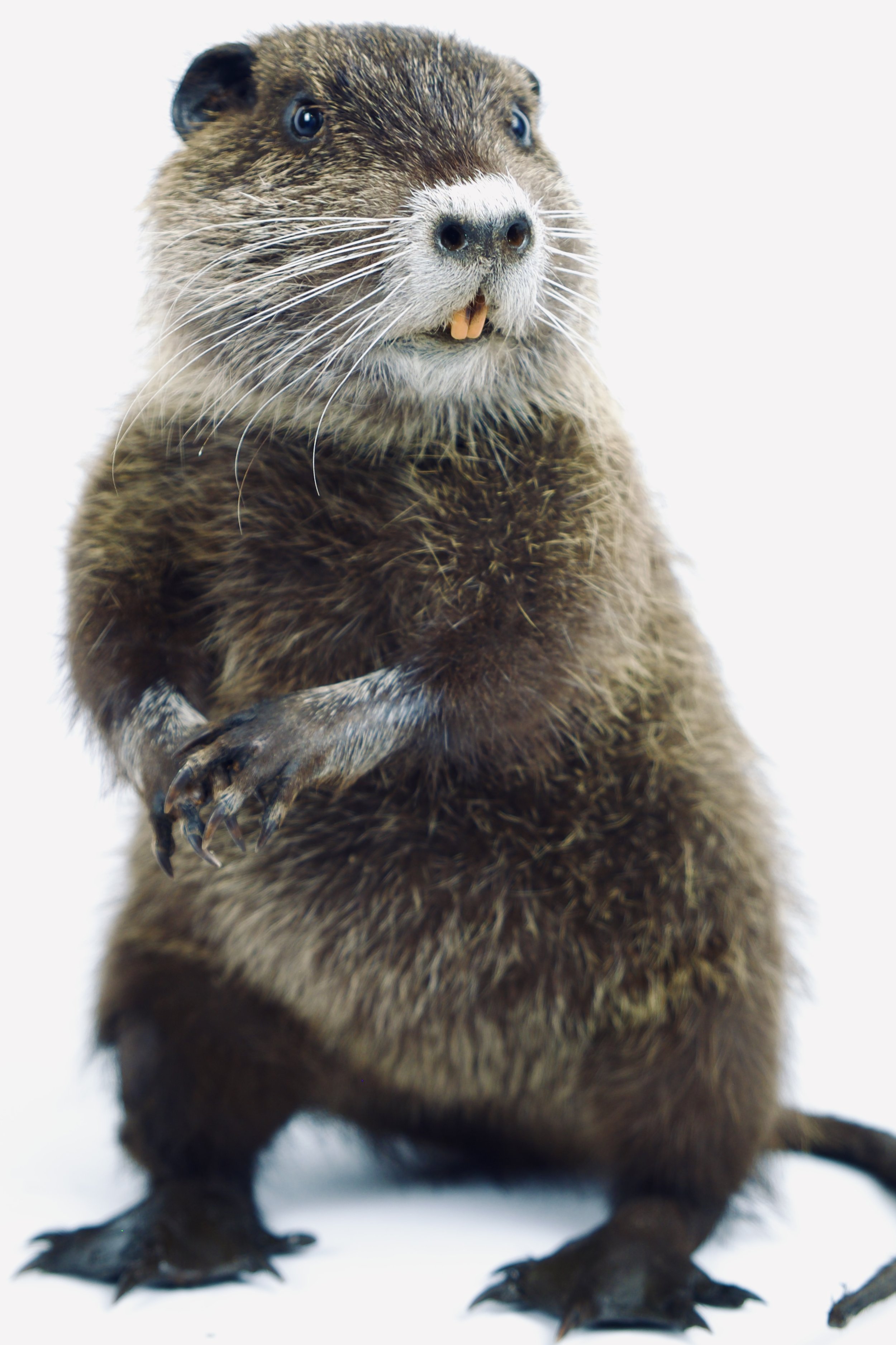 taxidermie nutria