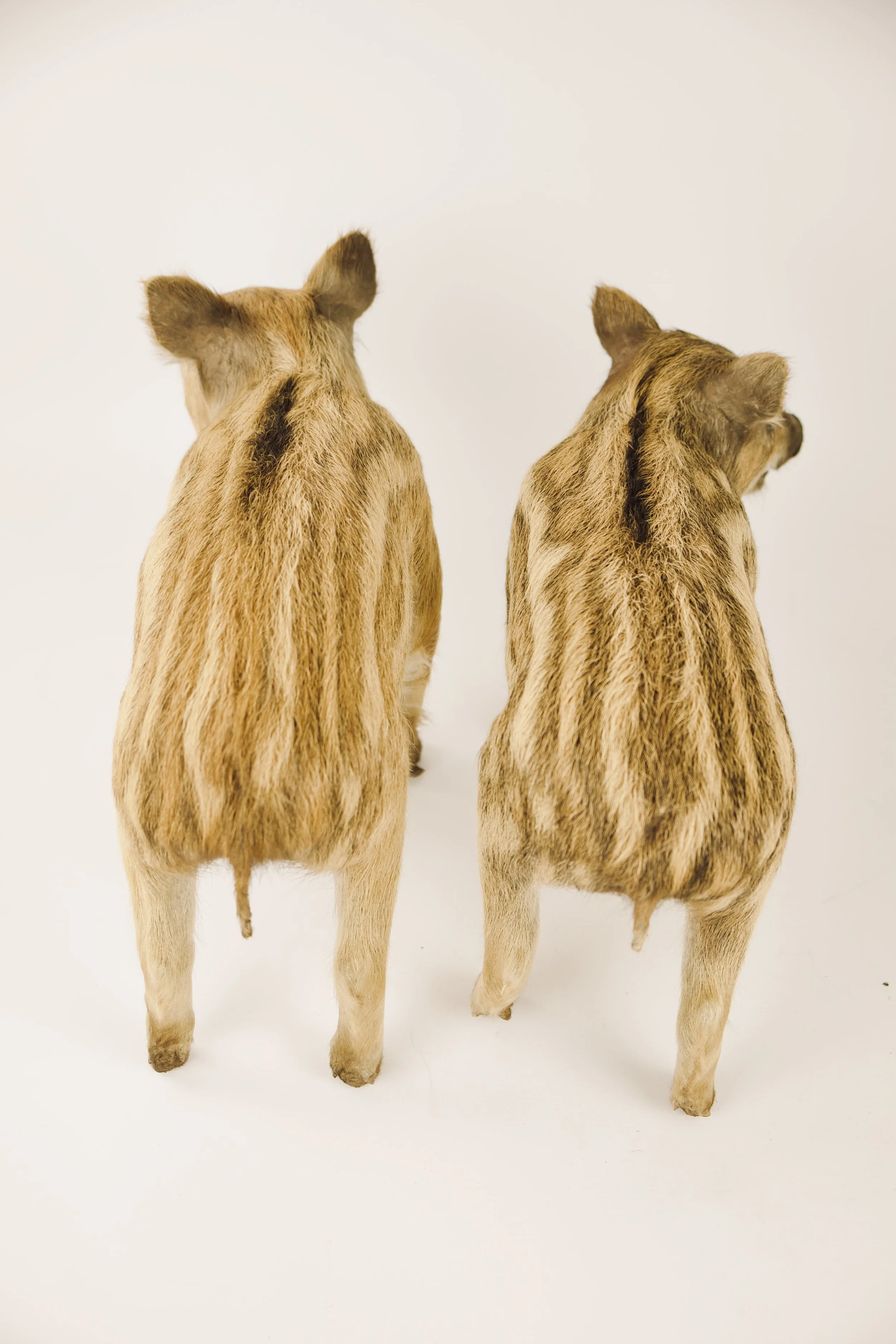 Quality taxidermy of cute boar piglets - unique stuffed animals by Katja Guilini - Belgium