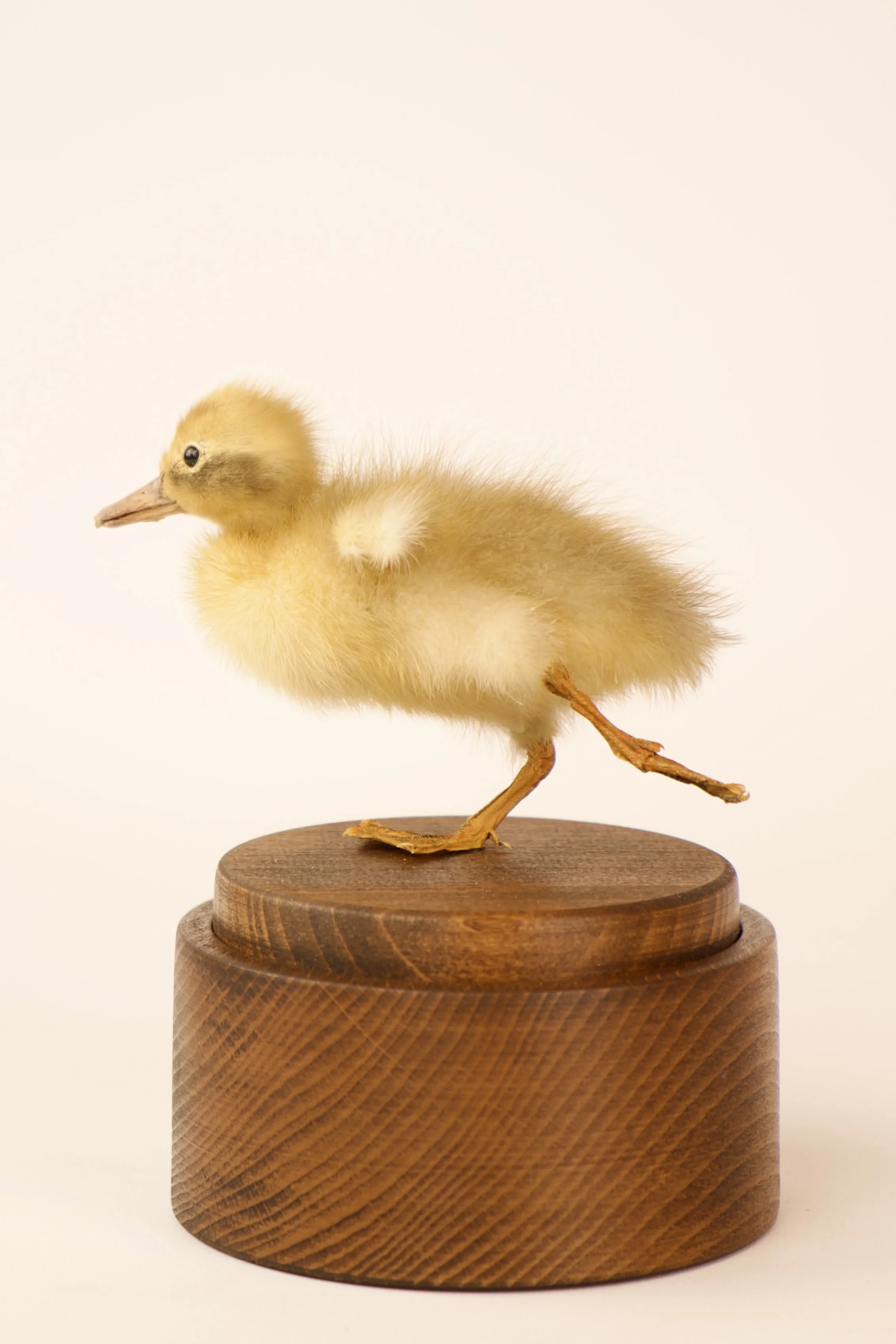 Unique taxidermy music box - handmade by Katja Guilini