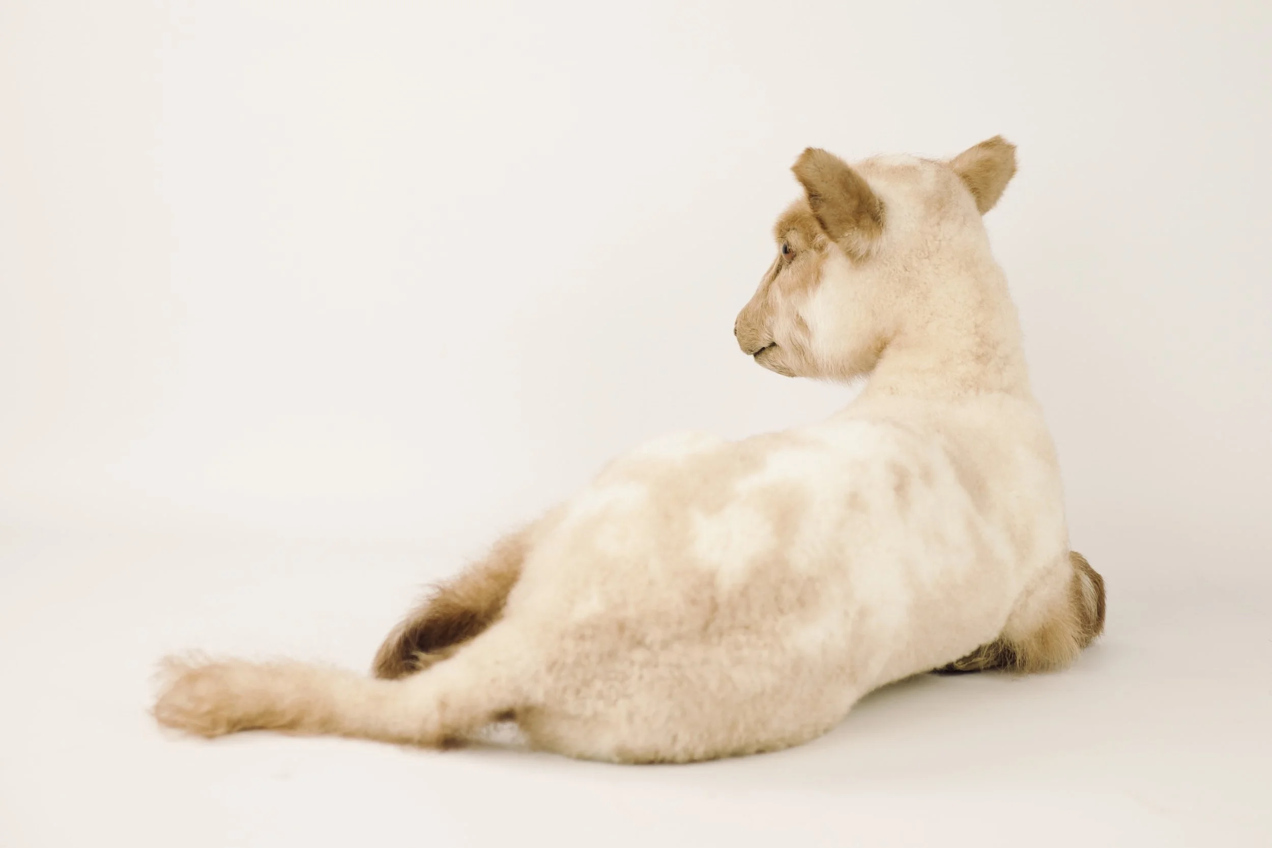 taxidermy lamb