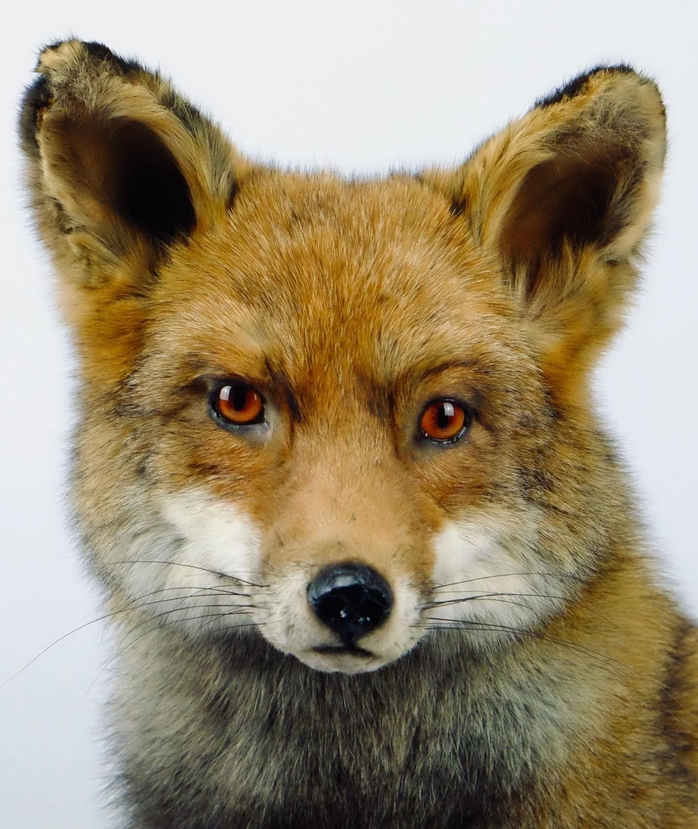 Quality taxidermy of red fox - unique stuffed animals by Katja Guilini - Belgium